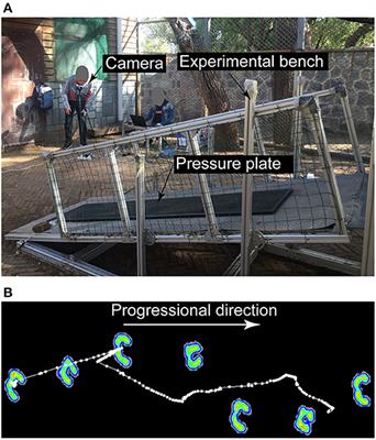 Hoof Pressure Distribution Pattern of Blue Sheep During Walking on Different Slopes: A Subject-Specific Analysis